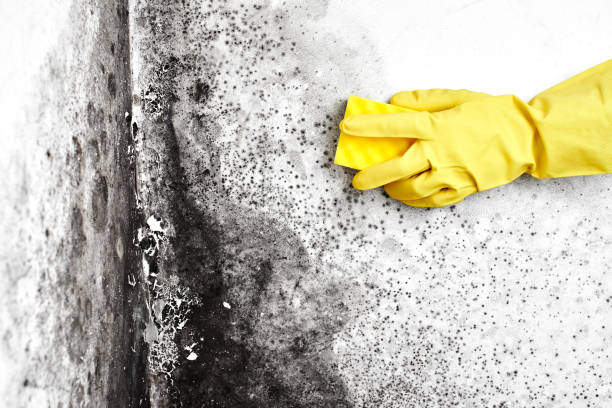 Best Post-Flood Mold Remediation in Oak Ridge North, TX