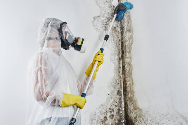 Trusted Oak Ridge North, TX Mold Remediation Experts