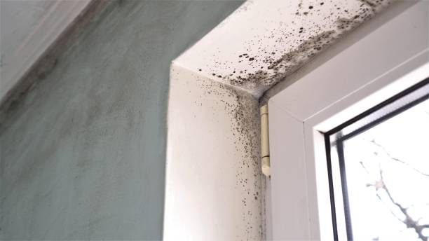Best Mold Remediation for Schools in Oak Ridge North, TX