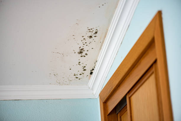 Best Kitchen Mold Remediation in Oak Ridge North, TX