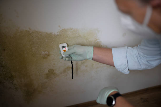 Best Black Mold Remediation in Oak Ridge North, TX