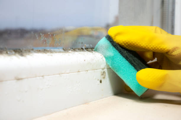 Best Localized Mold Remediation (e.g., coastal areas, humid climates) in Oak Ridge North, TX