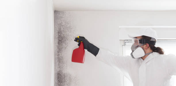 Best Basement Mold Remediation in Oak Ridge North, TX