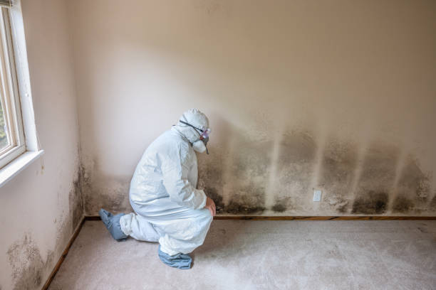 Best Preventive Mold Services in Oak Ridge North, TX