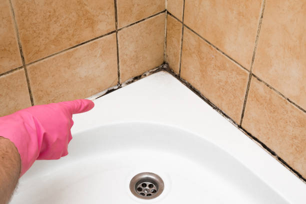 Best White Mold Remediation in Oak Ridge North, TX